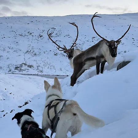 I Vakre Omgivelser Tromso